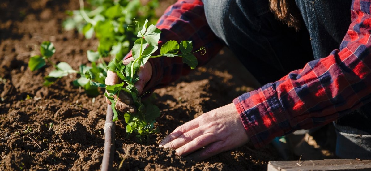 GardenPlanting